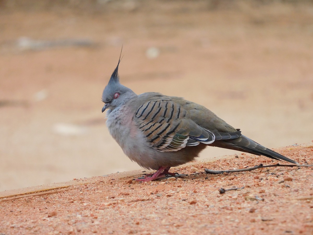 Crested Pigeon - ML616889939