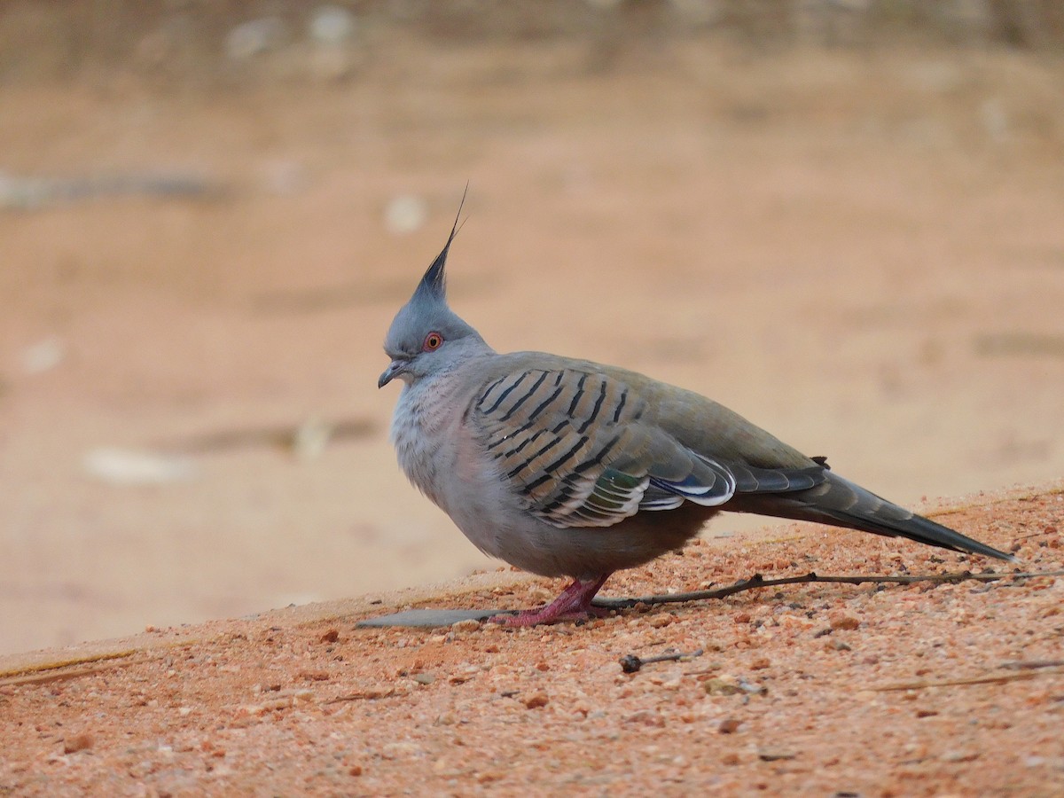 Crested Pigeon - ML616889940