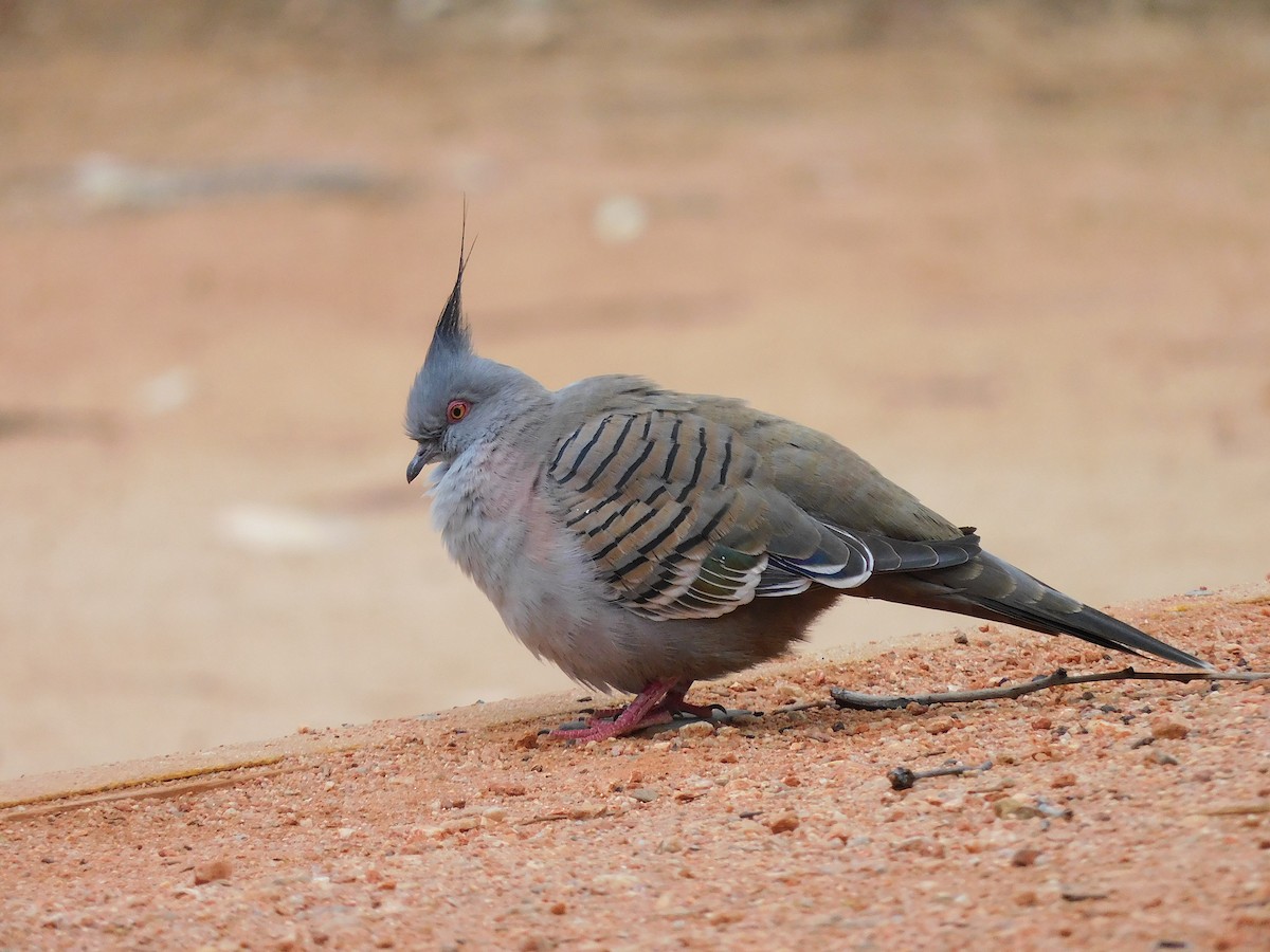 Crested Pigeon - ML616889941