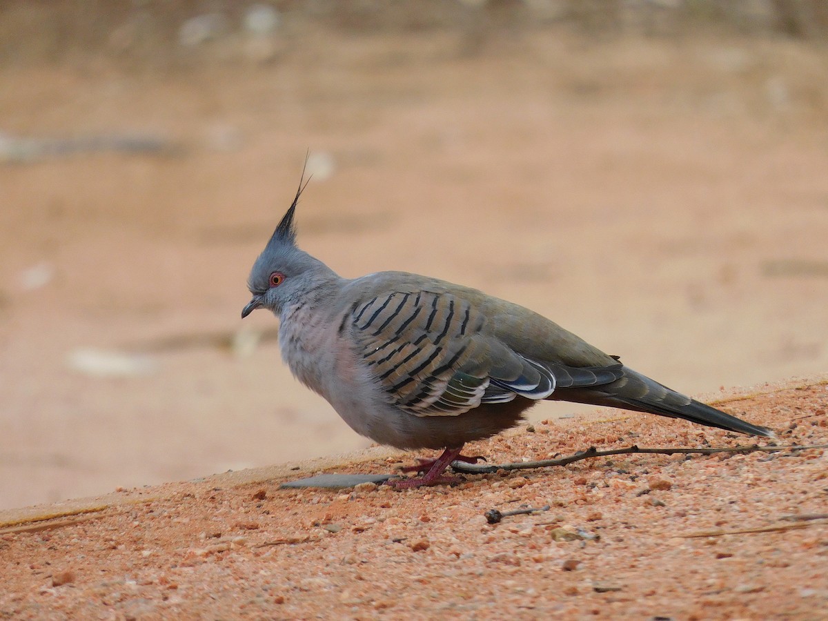 Crested Pigeon - ML616889942