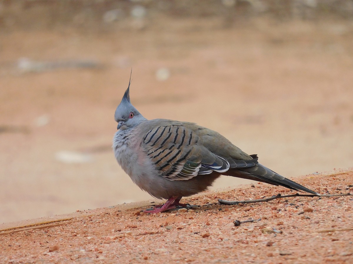 Crested Pigeon - ML616889944