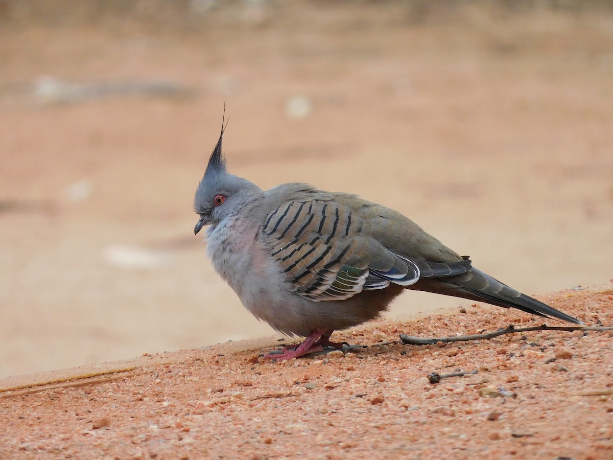 Crested Pigeon - ML616889964