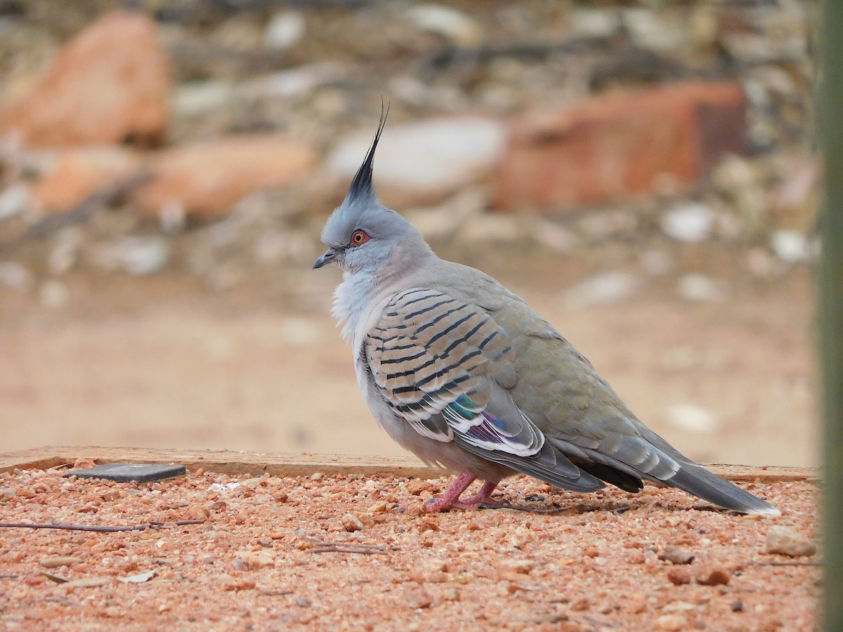 Crested Pigeon - ML616889965