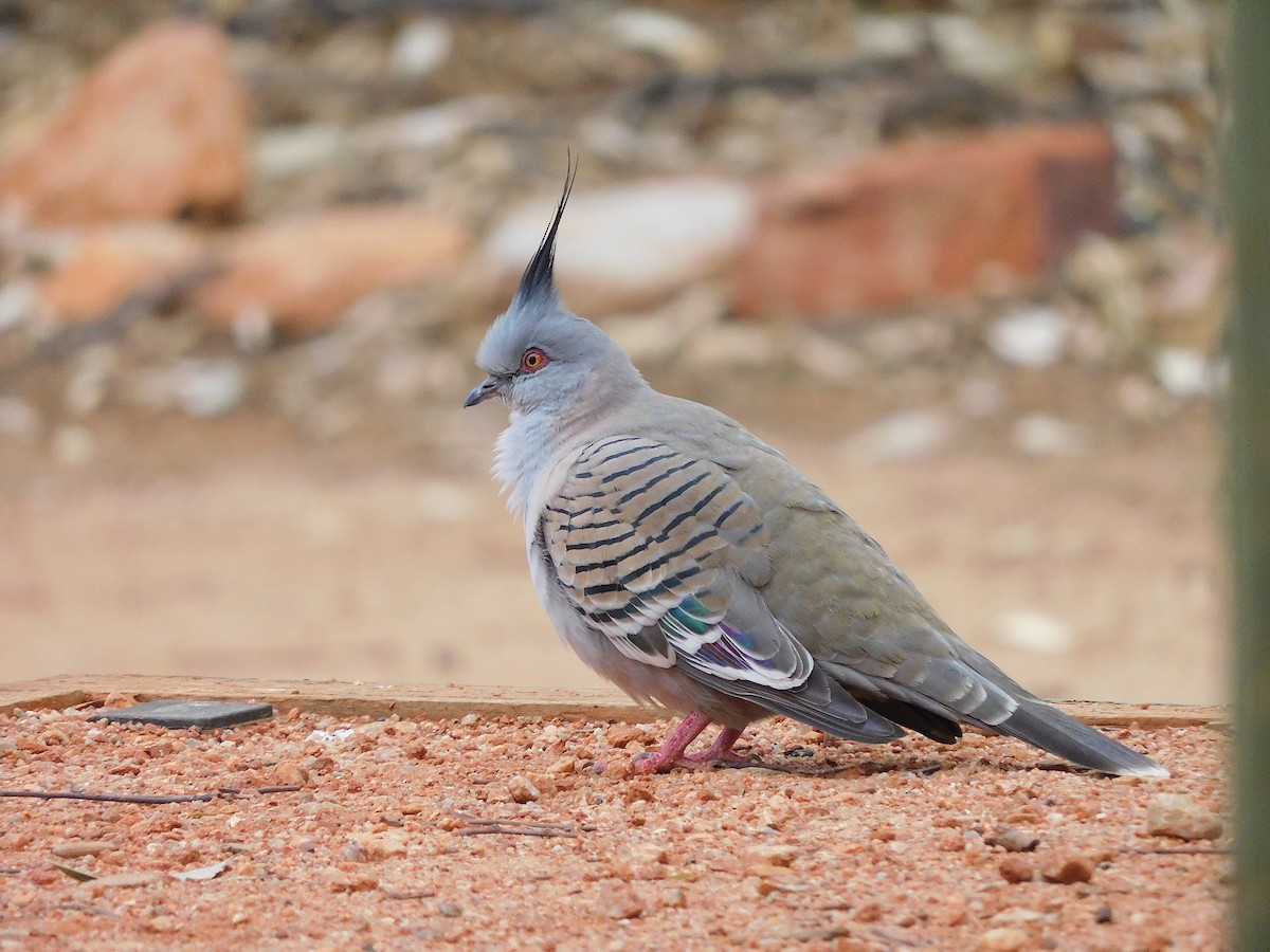 Crested Pigeon - ML616889966