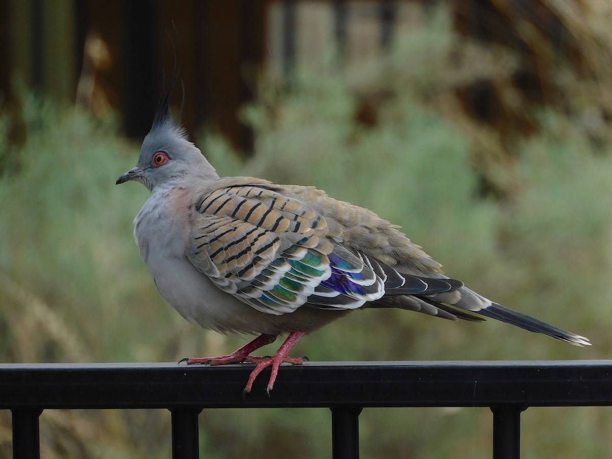 Crested Pigeon - ML616889985