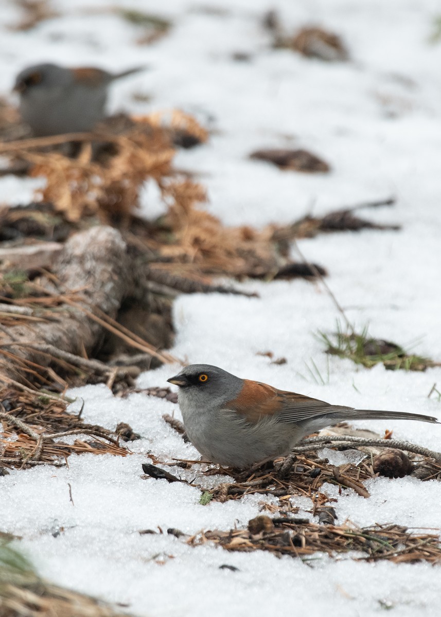 Yellow-eyed Junco - Bente Torvund