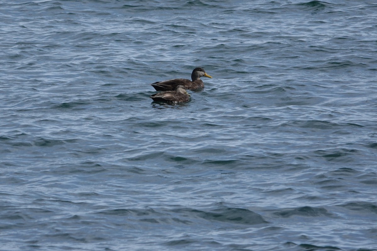 American Black Duck - ML616890101