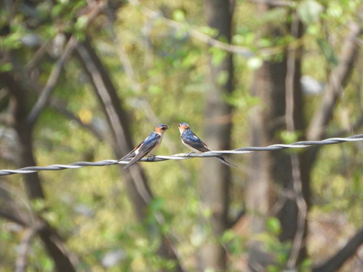 Red-rumped Swallow - ML616890177