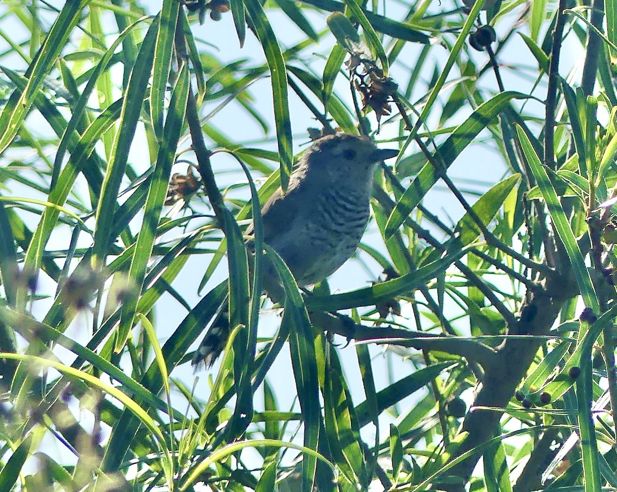 Rufous-capped Antshrike - ML616890195