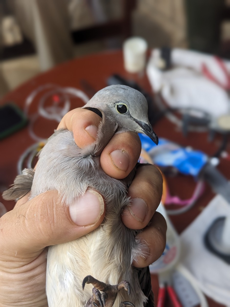 Ring-necked Dove - ML616890203