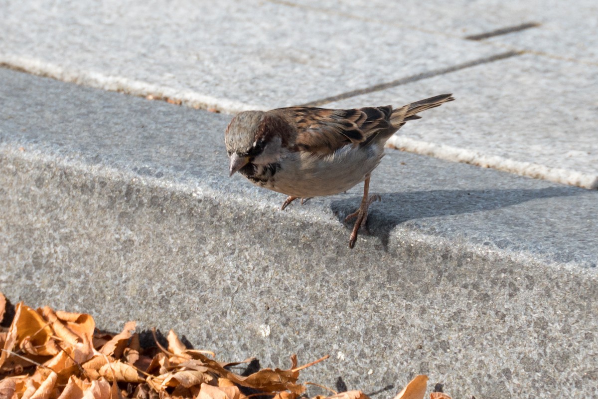 Moineau domestique - ML616890226