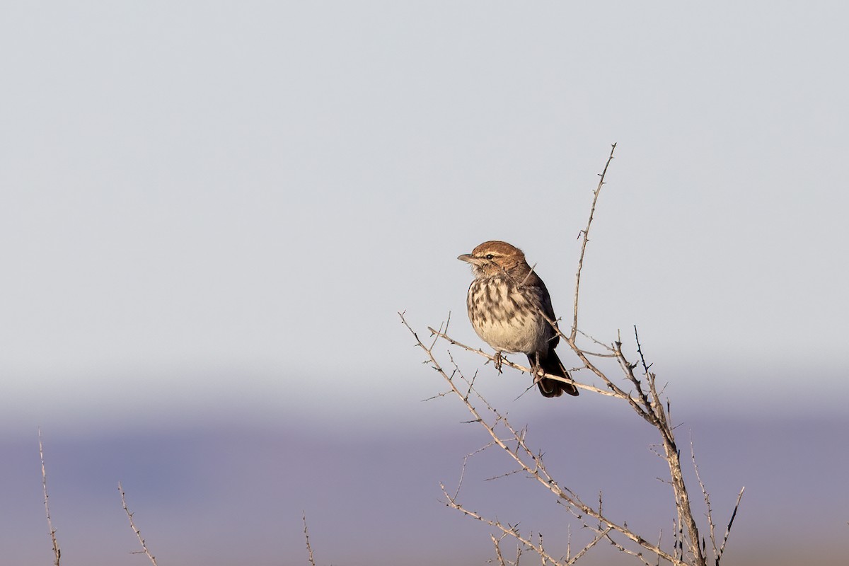 Red Lark - ML616890261