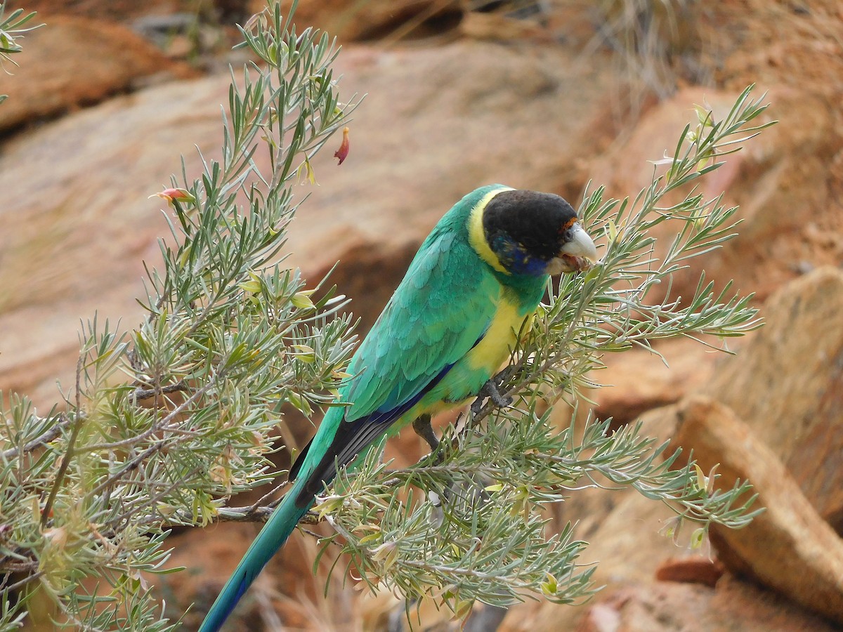 Australian Ringneck (Port Lincoln) - George Vaughan