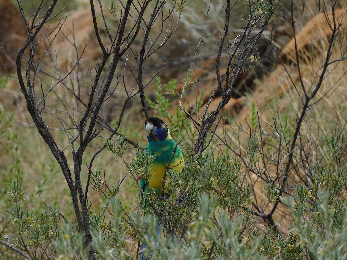 Australian Ringneck (Port Lincoln) - George Vaughan