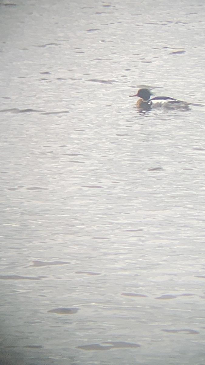 Red-breasted Merganser - Chris Hamilton