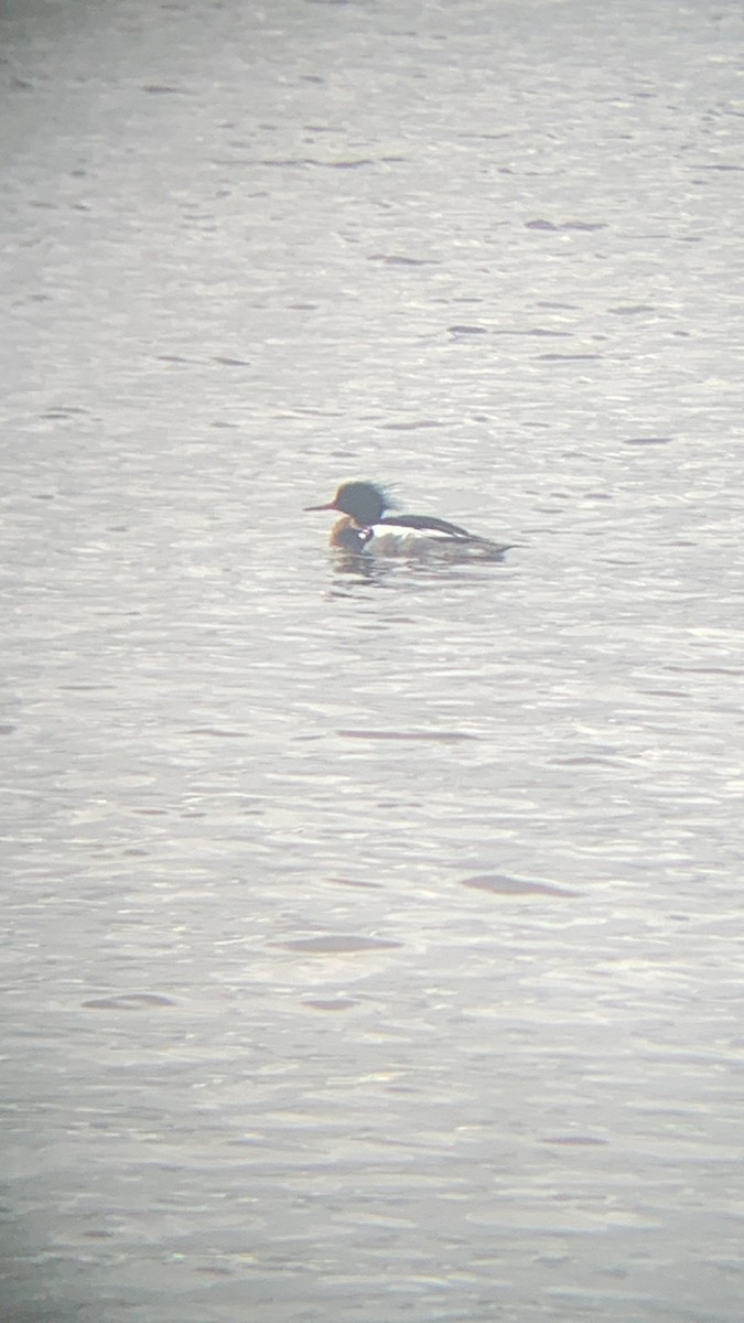 Red-breasted Merganser - Chris Hamilton