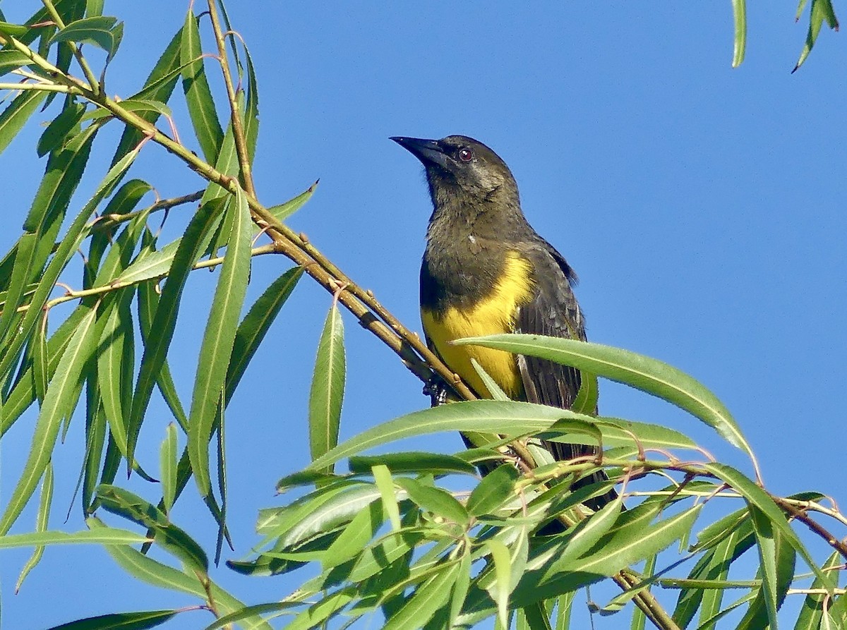 Tordo Pechiamarillo - ML616890371