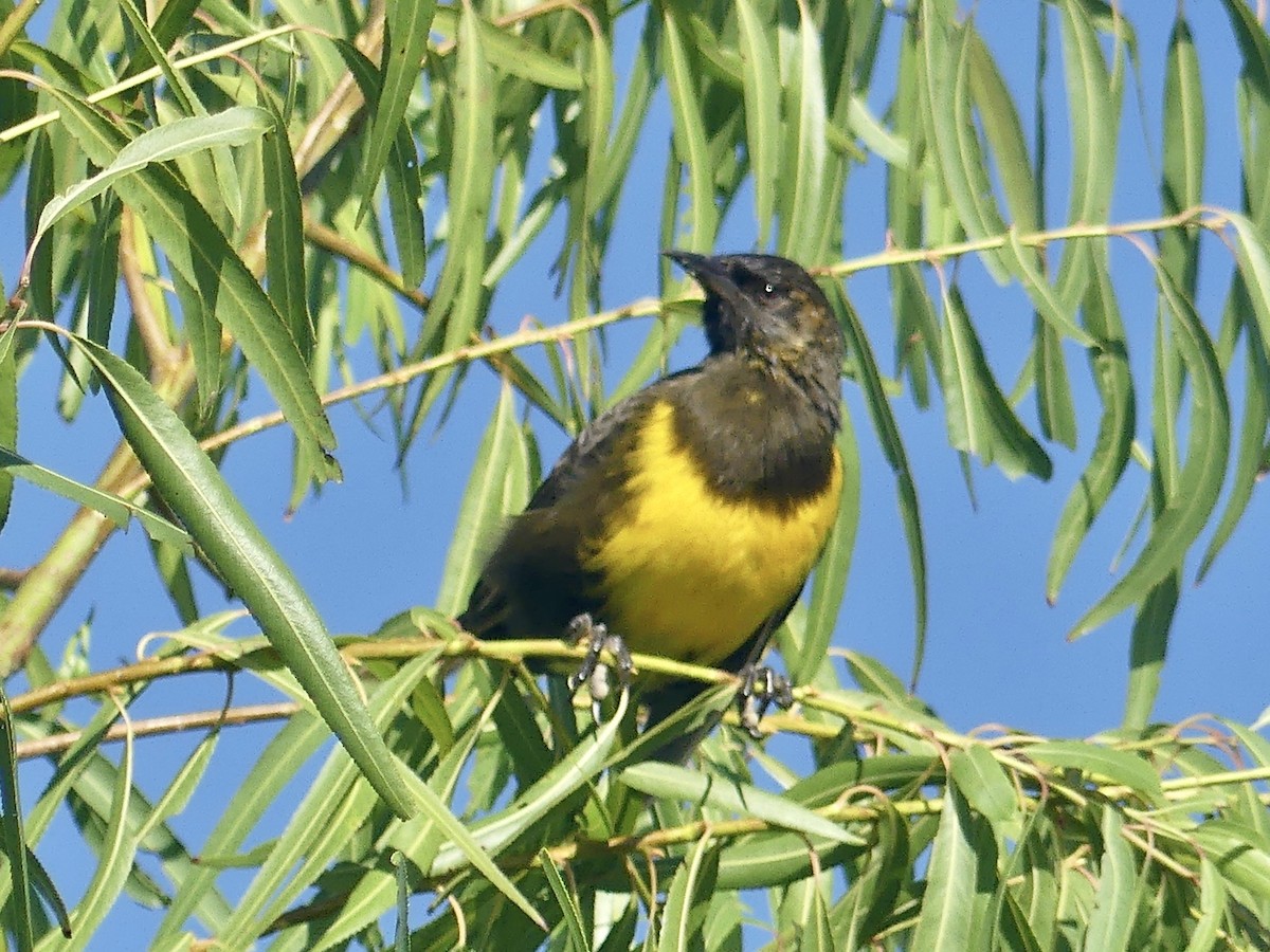 Brown-and-yellow Marshbird - ML616890372