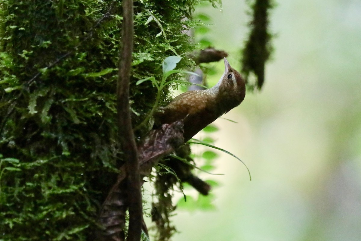 Ruddy Treerunner - Martin Hosier