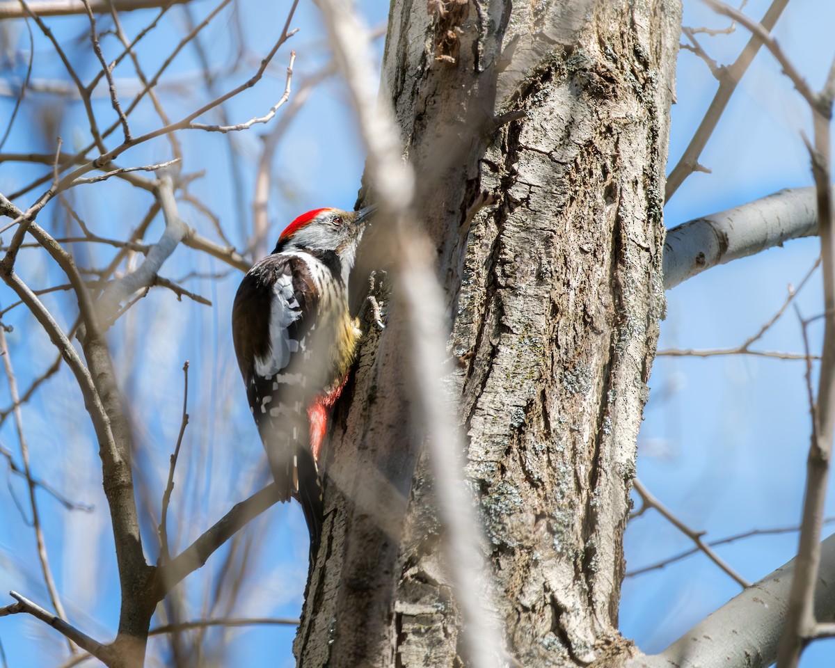Middle Spotted Woodpecker - ML616890398