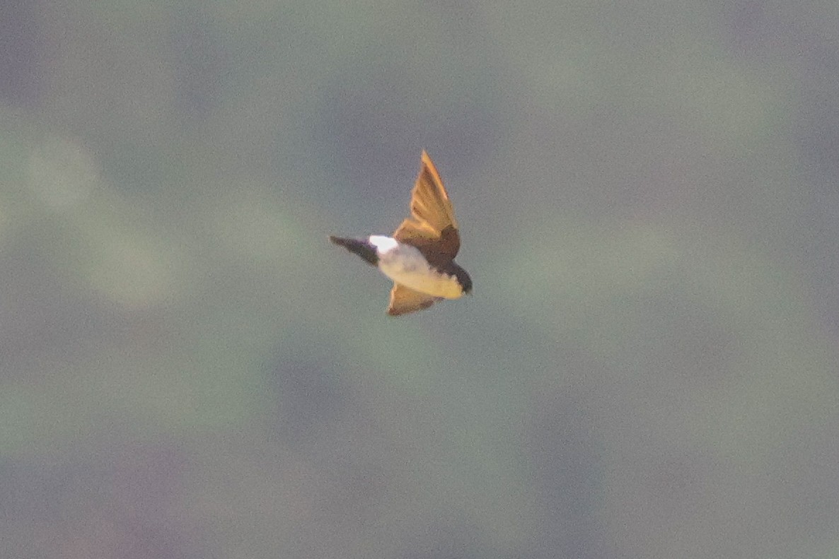 Nepal House-Martin - ML616890461