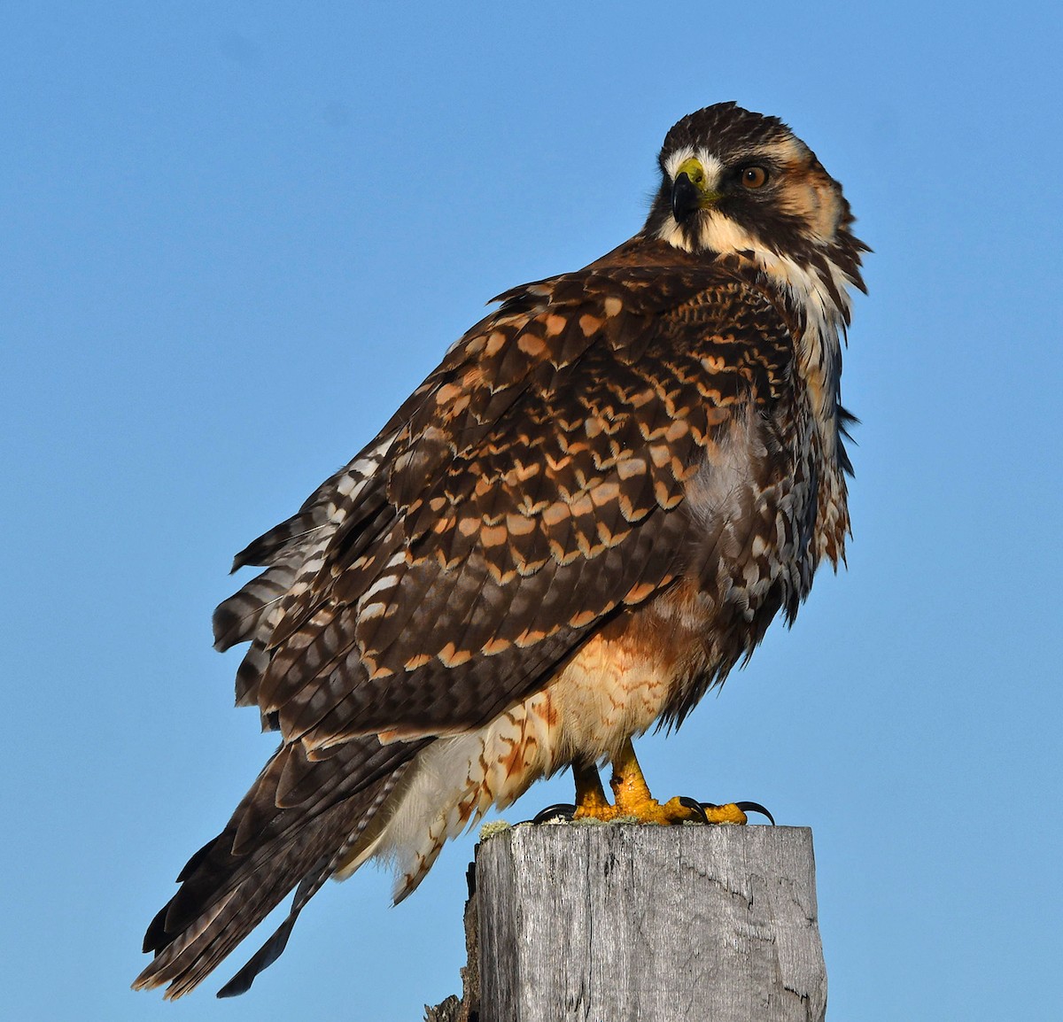 Variable Hawk - ML616890485