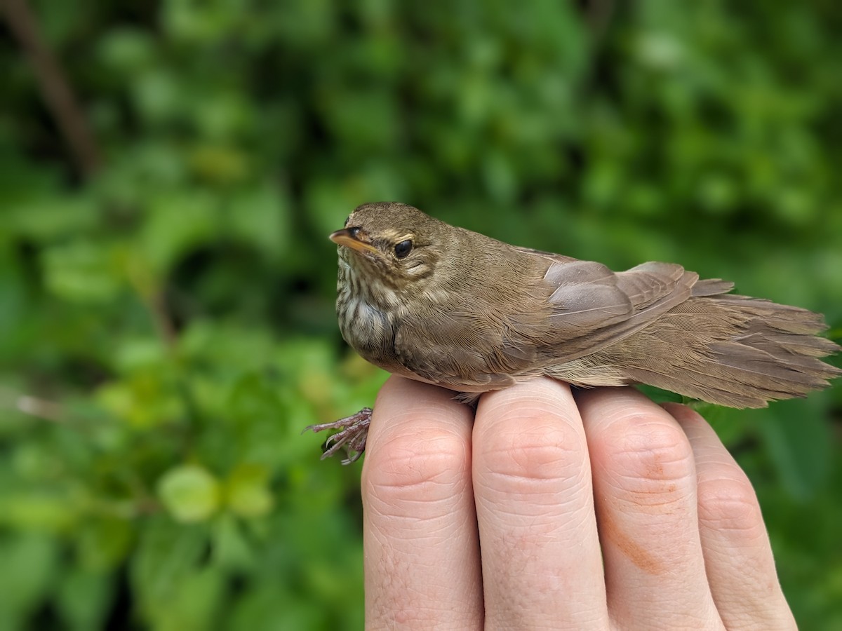 River Warbler - ML616890488