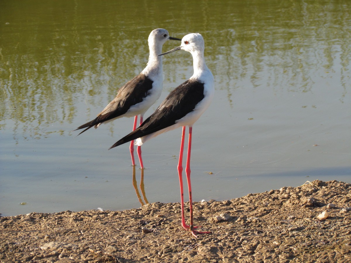 Black-winged Stilt - ML616890531