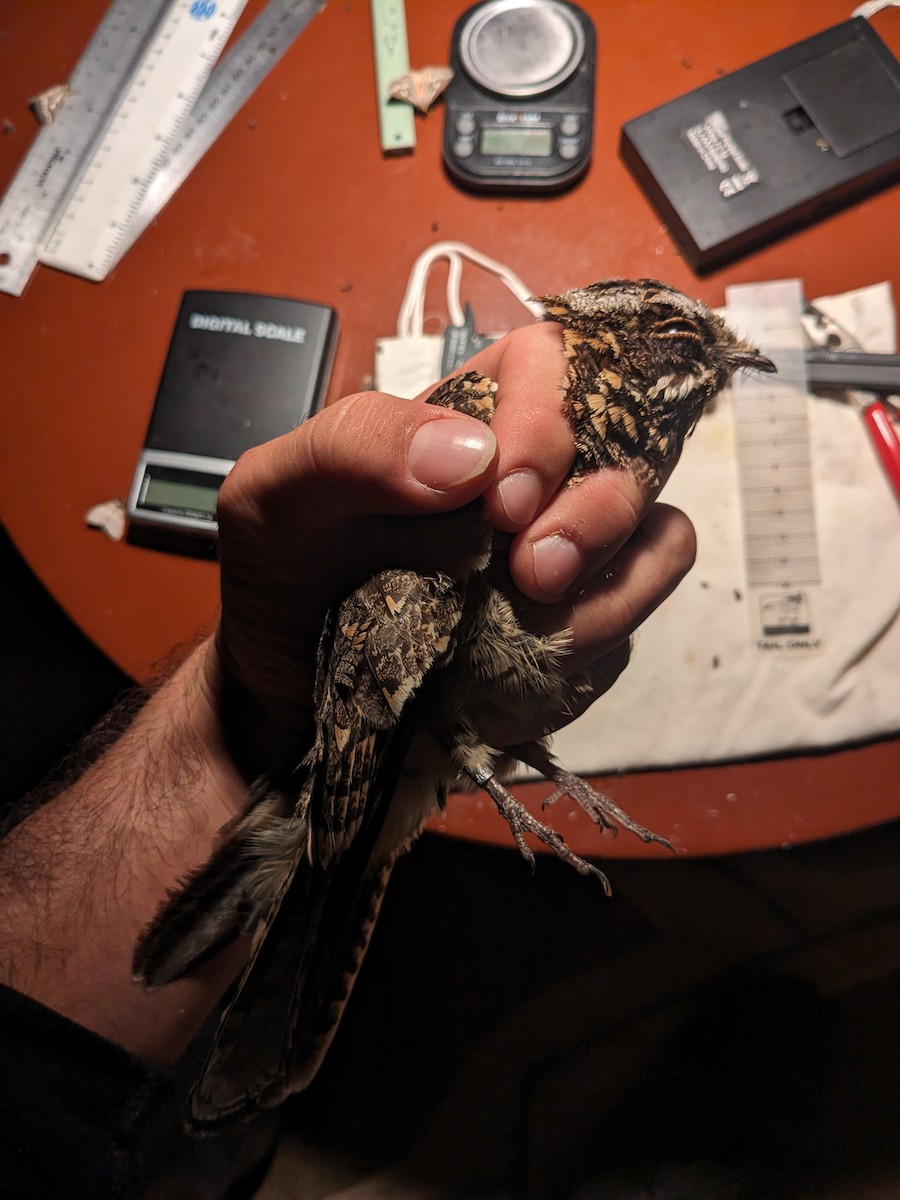 Sombre Nightjar - ML616890567