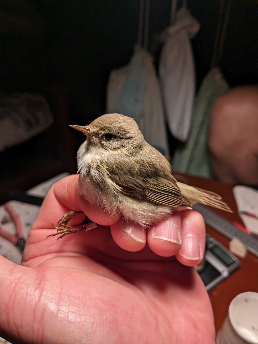 Common Chiffchaff - ML616890571