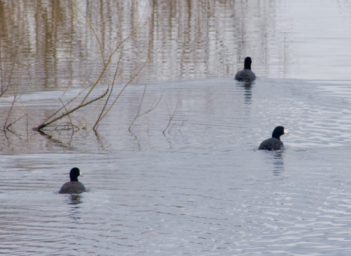 American Coot - Al Cadesky