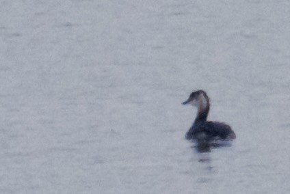 Horned Grebe - Al Cadesky