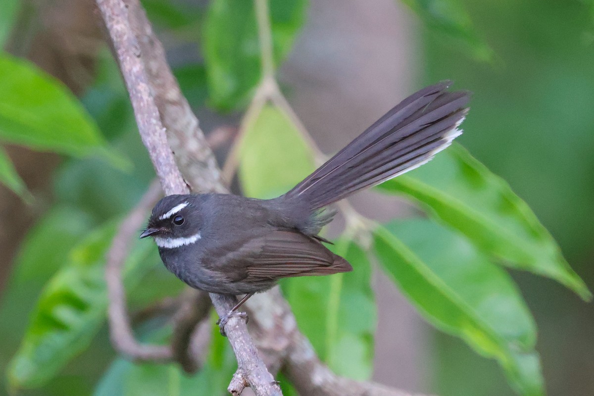 White-throated Fantail - ML616890693