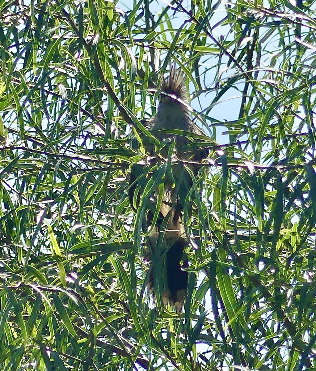 Guira Cuckoo - ML616890708