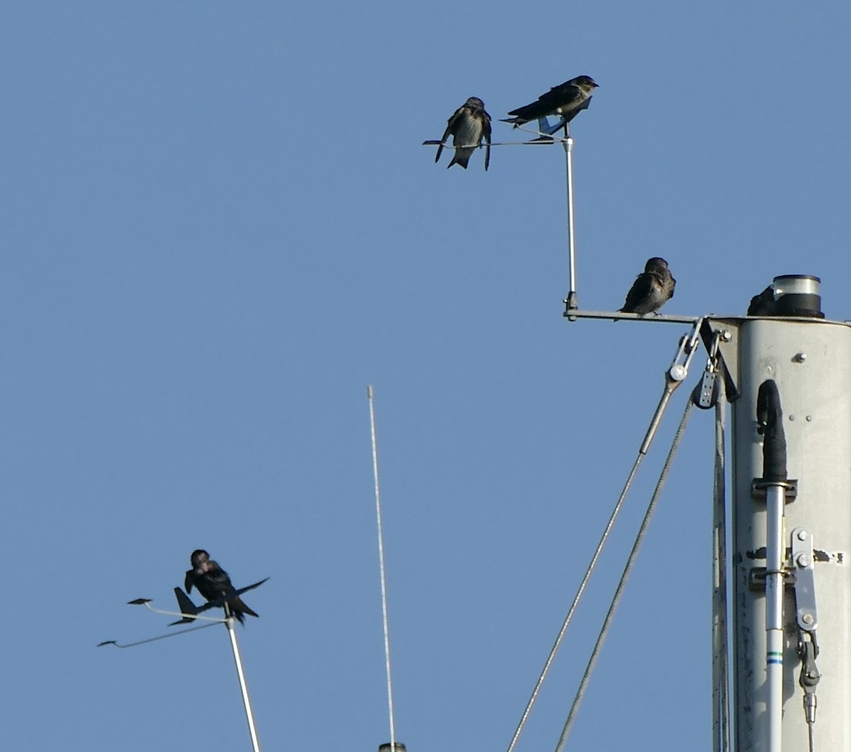 Purple Martin - ML61689071