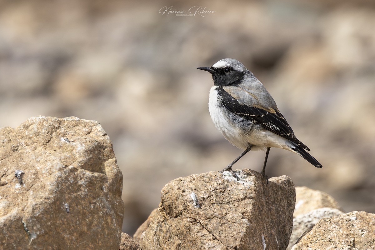 Atlas Wheatear - ML616890767