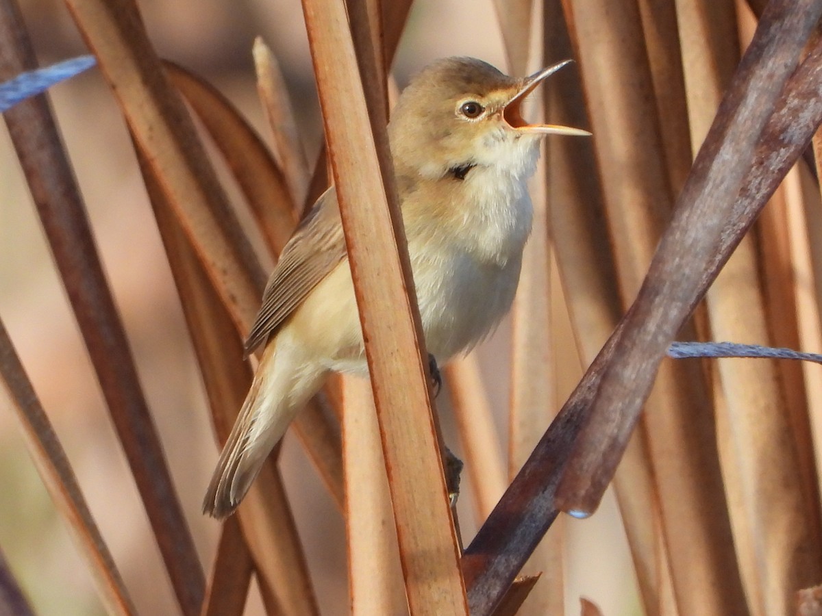 Common Reed Warbler - ML616890777