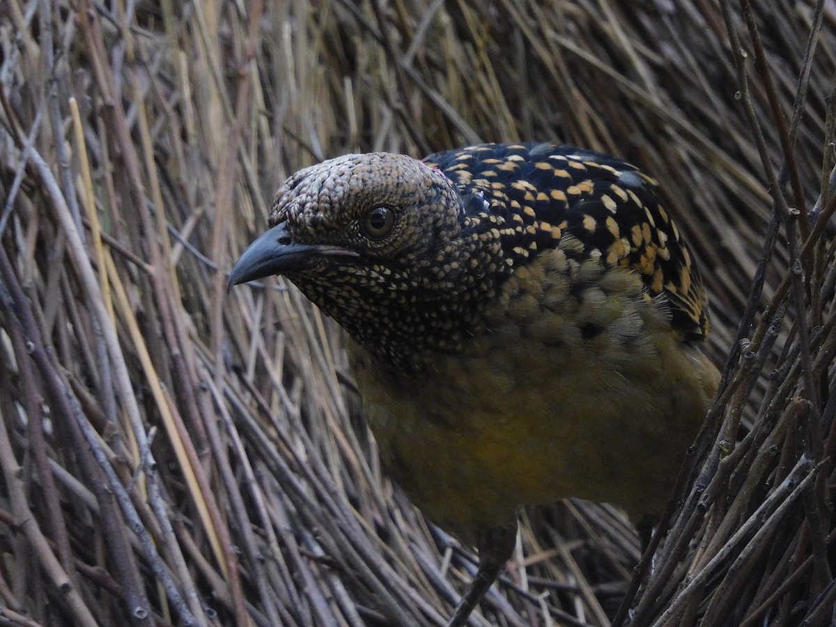 Western Bowerbird - George Vaughan