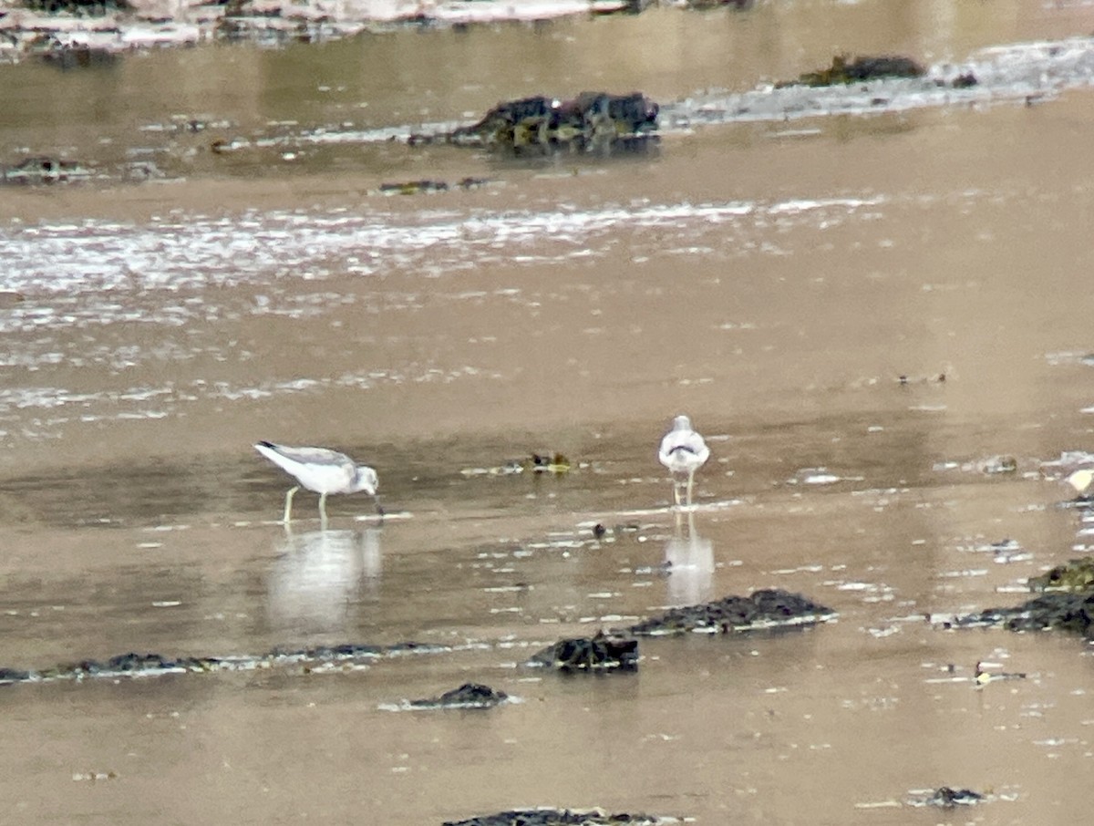 Common Greenshank - ML616890855