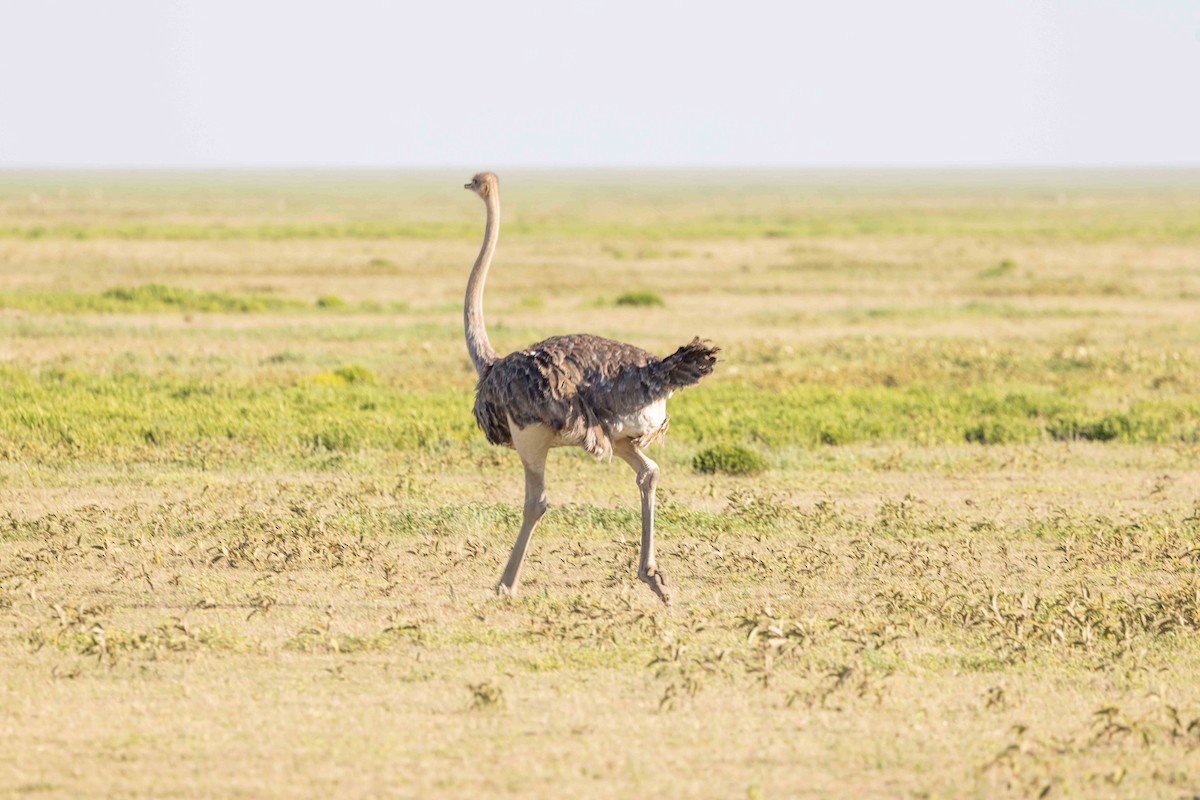 Common Ostrich - Linda Rudolph