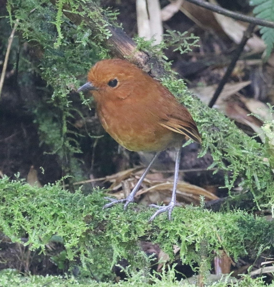 Chami Antpitta - Trevor Ellery