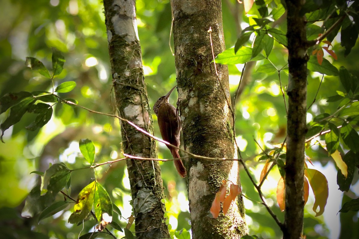 Cocoa Woodcreeper - ML616890905