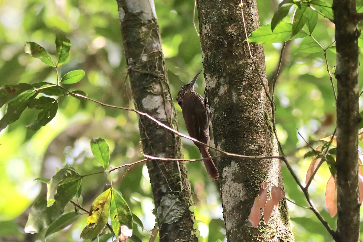 Cocoa Woodcreeper - ML616890911