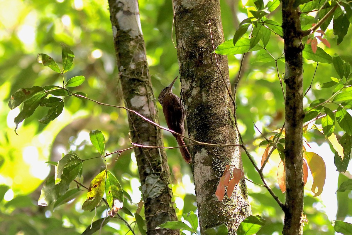 Cocoa Woodcreeper - ML616890912