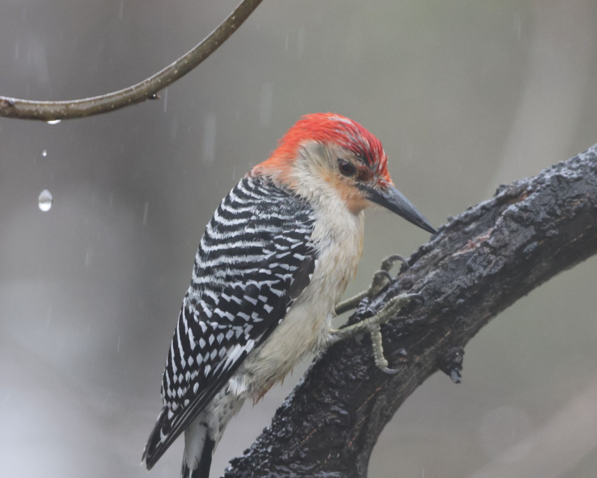 Red-bellied Woodpecker - ML616890953