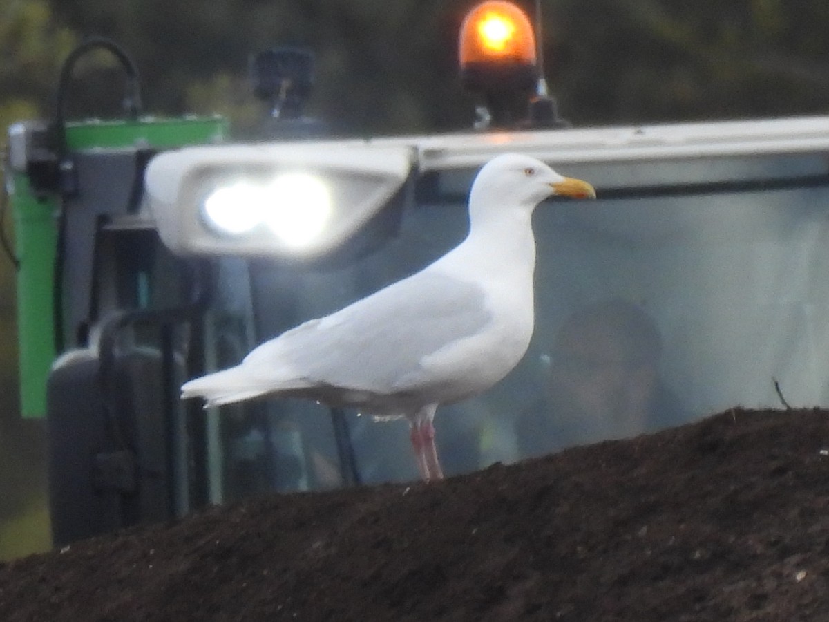 Glaucous Gull - ML616890979