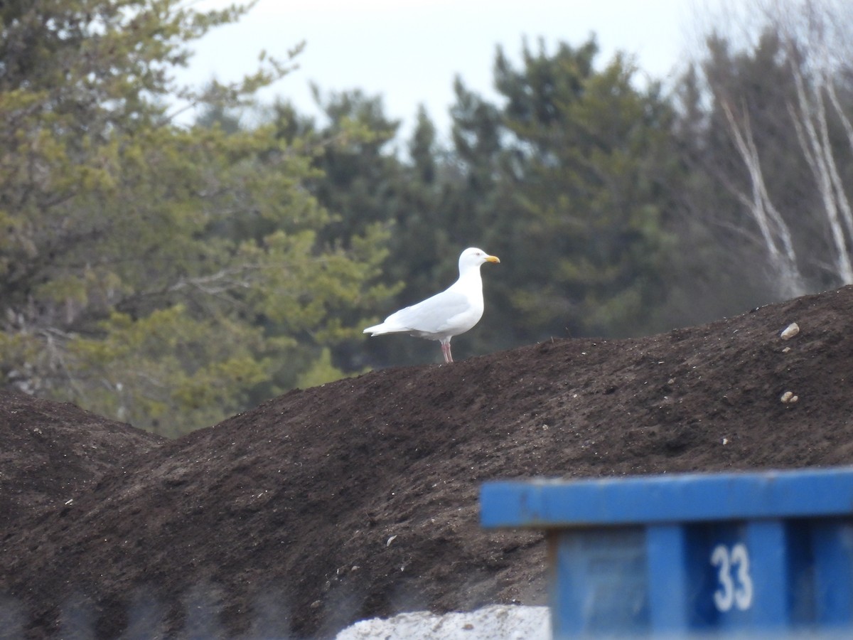 Glaucous Gull - ML616890981