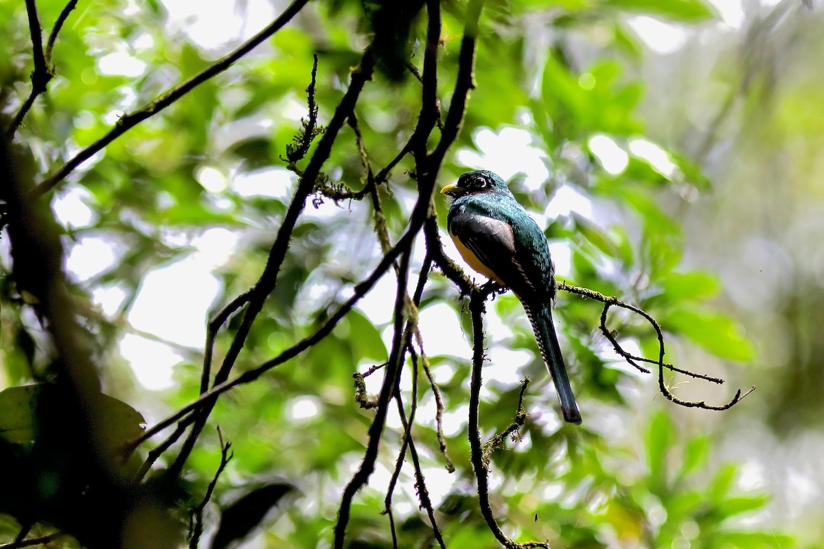 Northern Black-throated Trogon - ML616890991