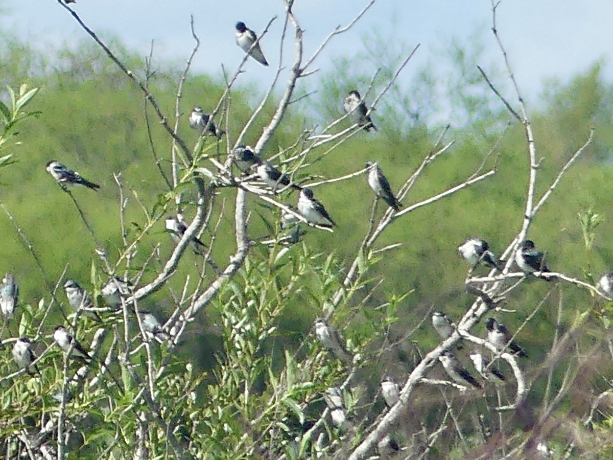 Monterita Cabecinegra - ML616890993