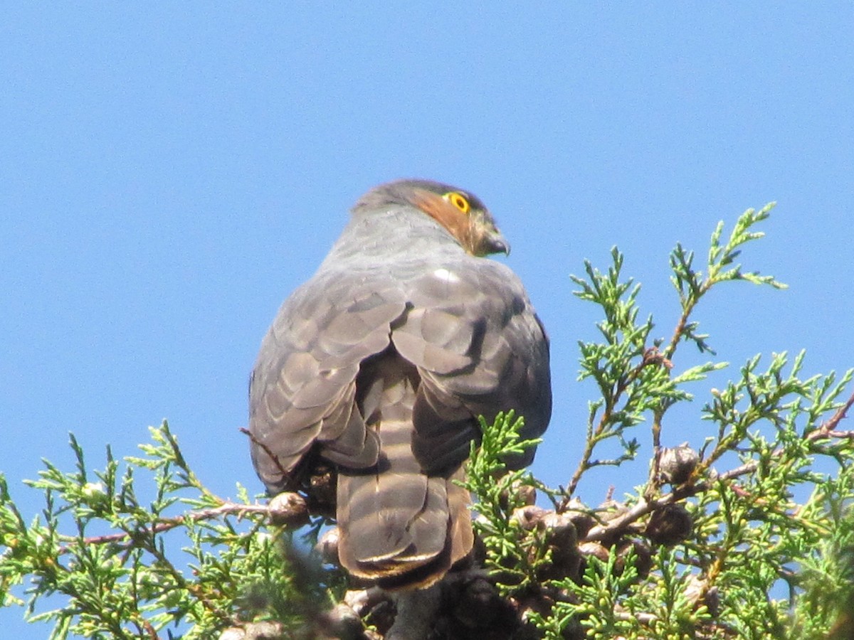 Rufous-breasted Sparrowhawk - George Kamau
